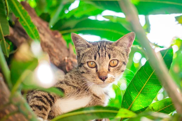 Söt tabby kattunge avkopplande ovanpå träd. — Stockfoto