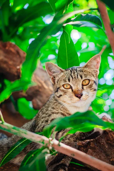 Söt tabby kattunge avkopplande ovanpå träd. — Stockfoto