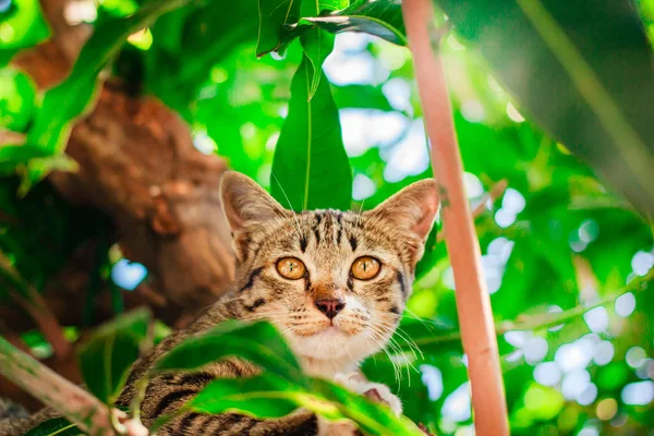 Söt tabby kattunge avkopplande ovanpå träd. — Stockfoto