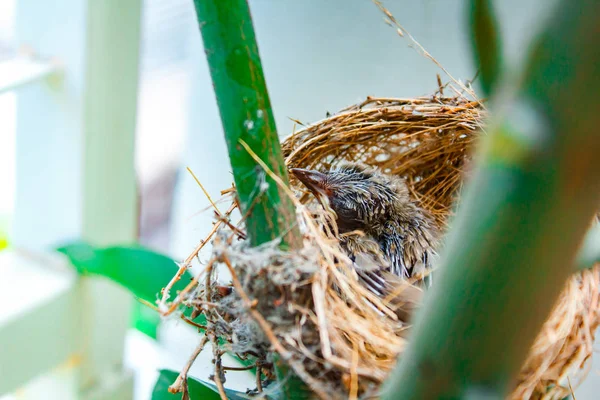 Bebé pájaro en el nido en casa . — Foto de Stock