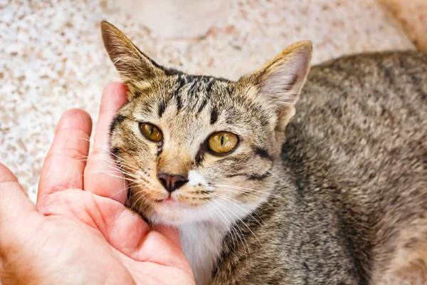 Söt tabby kattunge avkopplande på bordet. — Stockfoto