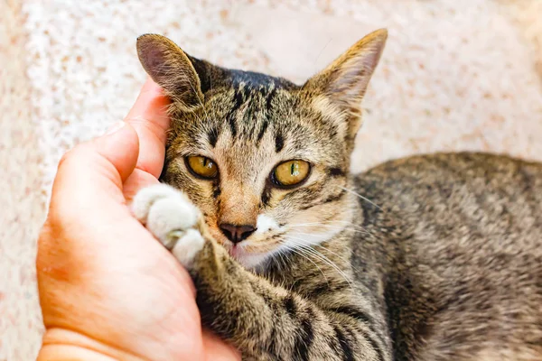 Söt tabby kattunge avkopplande på bordet. — Stockfoto