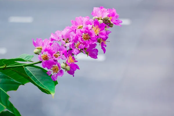 Inthanin, královnina květina, velký strom s krásným purpurovým květináčem — Stock fotografie