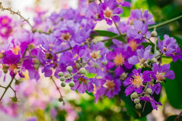 Inthanin, fleur de la reine, grand arbre avec un beau flowe violet — Photo