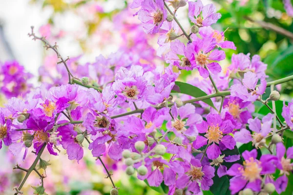 Inthanin, flor de la reina, árbol grande con el flowe púrpura hermoso —  Fotos de Stock
