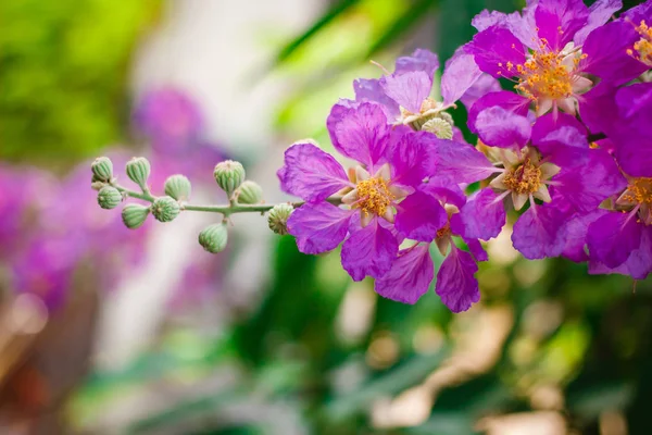 Inthanin, fleur de la reine, grand arbre avec un beau flowe violet — Photo