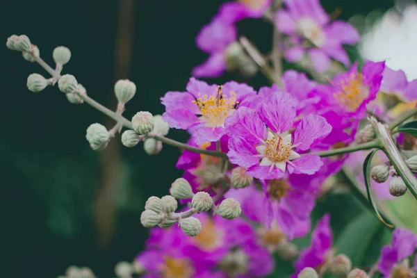 Inthanin, královnina květina, velký strom s krásným purpurovým květináčem — Stock fotografie