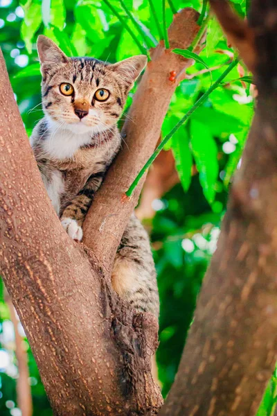 可爱的选项卡小猫放松在树的顶部. — 图库照片