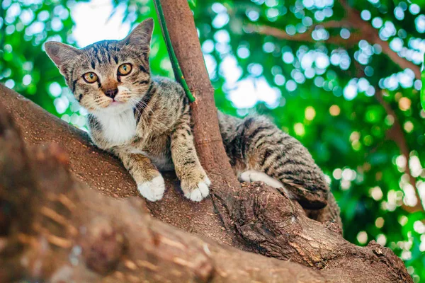 Roztomilý kočka obecná relaxační na vrcholu stromu. — Stock fotografie