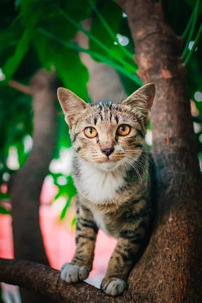 Söt tabby kattunge avkopplande ovanpå träd. — Stockfoto