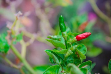 Bitki bahçesinde kırmızı ve yeşil olgun biber.