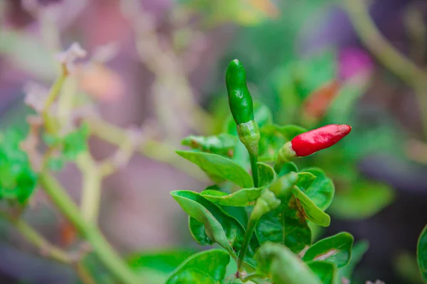 Rote und grüne reife Chilischoten im Pflanzengarten. — Stockfoto