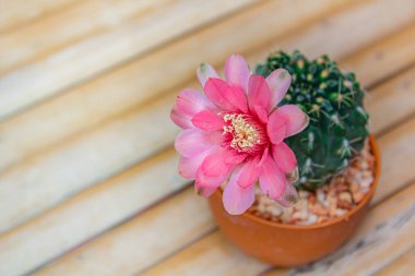 Bahçeyi süslemek için tencereye kaktüs konmuş doğa hafif tonu..