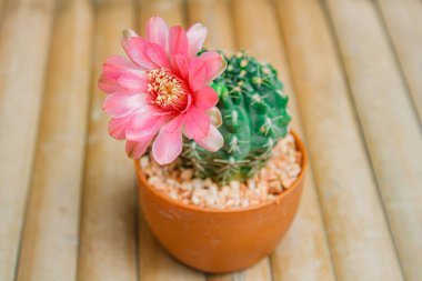 Bahçeyi süslemek için tencereye kaktüs konmuş doğa hafif tonu..