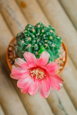 Bahçeyi süslemek için tencereye kaktüs konmuş doğa hafif tonu..