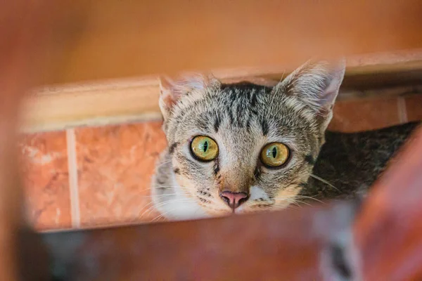 美丽的泰爱猫在家里 墙上的泰国人 — 图库照片