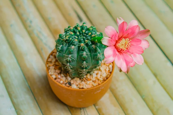 Tono Luz Natural Con Cactus Maceta Para Decorar Jardín —  Fotos de Stock