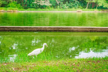 Tayland 'da parkta beyaz pelikan yürüyüşü.
