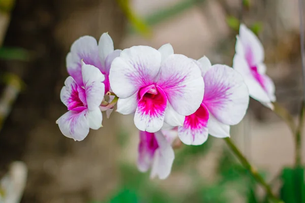 Orchideje Květinové Zahradě Thajsku — Stock fotografie