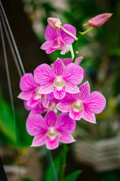 Orkidéer Blomma Trädgård Thailand — Stockfoto