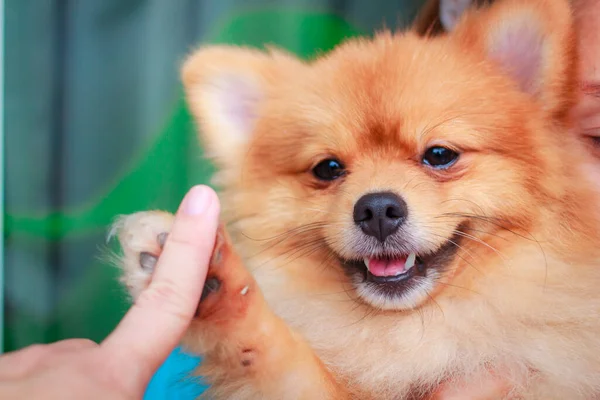 Pomeranya Köpeği Gülüşü Çok Tatlı Güzel Pomeranya Köpeği — Stok fotoğraf