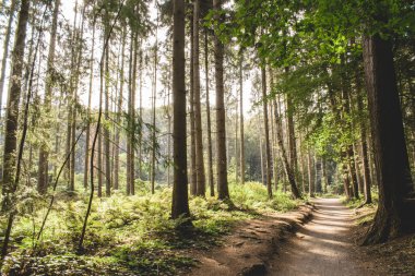 Akşam güneşinin altında, sık ağaçlarla kaplı ormanda yalnız bir patika.