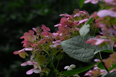 Yeşil yapraklar arasında renkli mor çiçekleri kapat