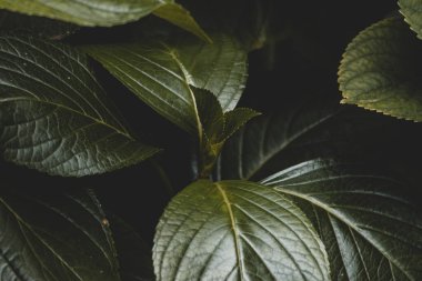 Güneşteki yeşil yaprakları kapatın.