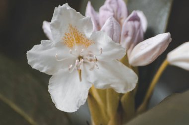 Yeşil yapraklar arasında beyaz kızılgerdan çiçeği