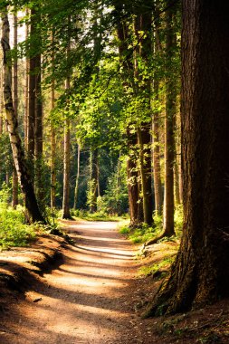 Akşam güneşinin altında, sık ağaçlarla kaplı ormanda yalnız bir patika.