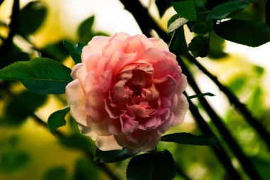 Akşam güneşinde yeşil yaprakların arasındaki pembe beyaz gülü kapat.