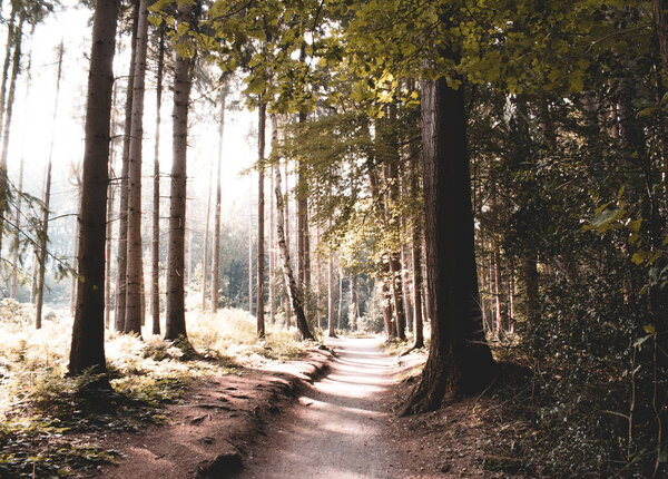 lonely footpath in the thickly overgrown forest in the evening sun