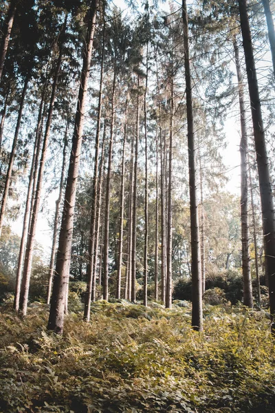 Akşam Güneşinin Altında Sık Ağaçlarla Kaplı Ormanda Yalnız Bir Patika — Stok fotoğraf