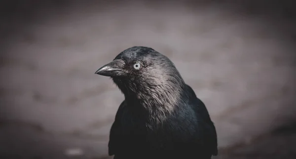 Gros Plan Oiseau Noir — Photo