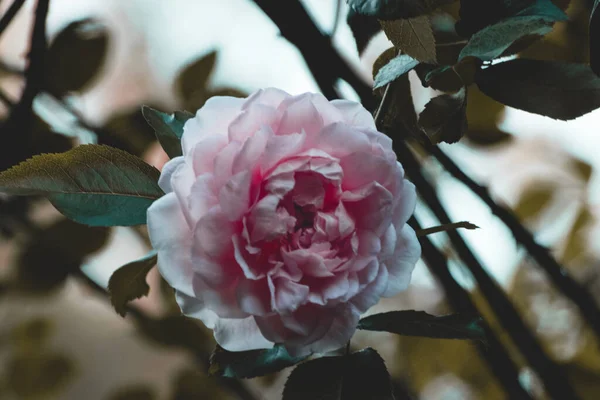 Zblízka Růžové Bílé Růže Mezi Zelenými Listy Večerním Slunci — Stock fotografie