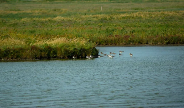 Einige Vögel Ruhigen Wasser Mit Schilf Hintergrund — Stockfoto