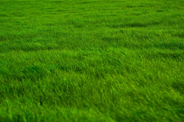 Lummig Grön Äng Kvällssolen — Stockfoto