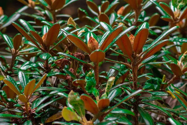 Rododendron Bokor Zöld Barna Levelekkel — Stock Fotó