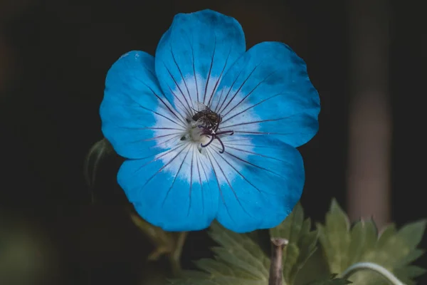 Zblízka Barevný Modrý Květ Mezi Zelenými Listy — Stock fotografie