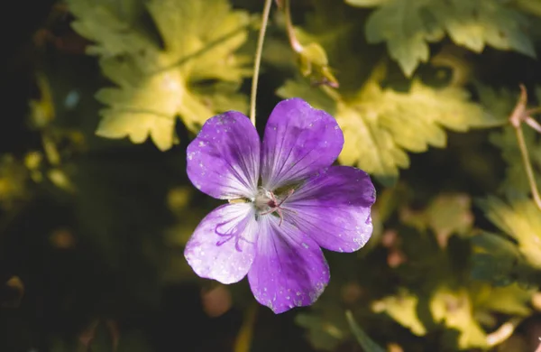 Zblízka Barevný Fialový Květ Mezi Zelenými Listy — Stock fotografie