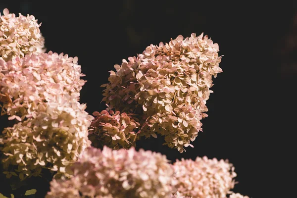 Zblízka Barevné Fialové Květy Mezi Zelenými Listy — Stock fotografie