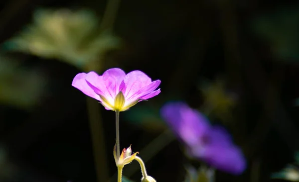 Zblízka Barevný Fialový Květ Mezi Zelenými Listy — Stock fotografie
