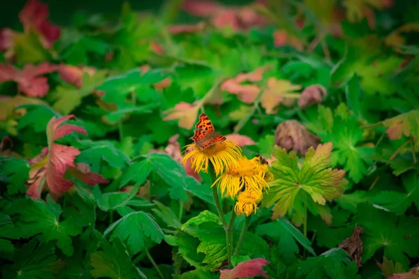 Zblízka Barevného Květu Mezi Zelenými Listy Motýlem — Stock fotografie