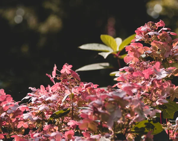 Zblízka Barevné Fialové Růžové Květy Mezi Zelenými Listy — Stock fotografie