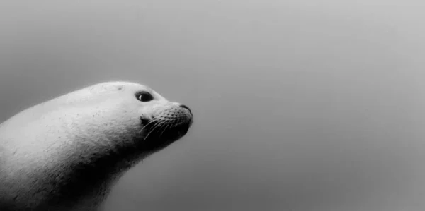 Onderwater Close Van Een Zeehond Zijaanzicht — Stockfoto
