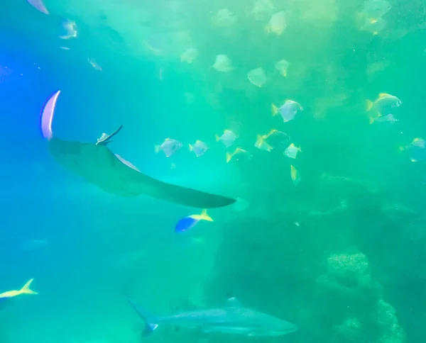 様々な種類の魚やターコイズブルーの水 熱帯魚がいるサンゴ礁の素晴らしい景色 — ストック写真