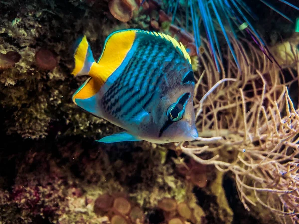 メルテンの蝶 メルテンのサンゴ礁のサンゴ魚 青いターコイズブルーの水の近く — ストック写真