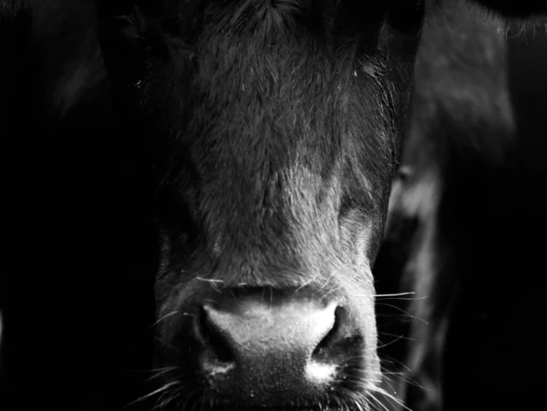 Close Van Het Hoofd Van Een Zwarte Koe — Stockfoto