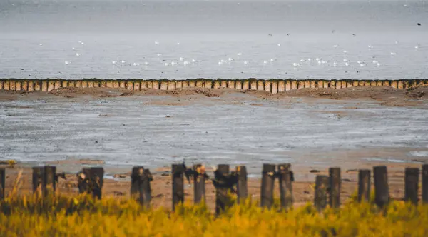 Деревянные Колышки Побережье Северного Моря Ваттовом Море — стоковое фото