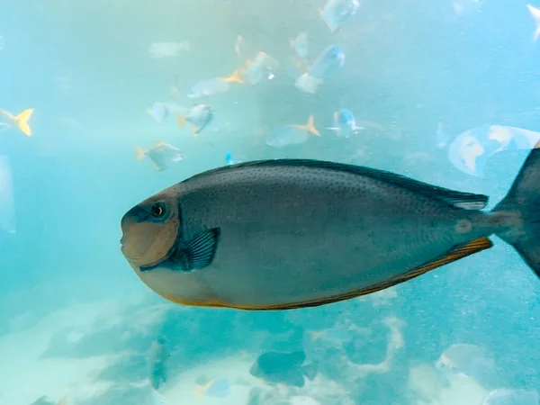 ターコイズブルーの水でサンゴ礁の上のVlamingi鼻医者魚のクローズアップ — ストック写真